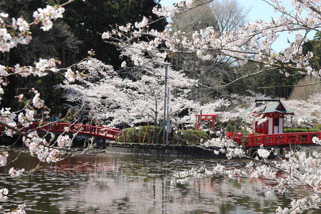 【桜と神社】-創作活動向け無料写真資料集-