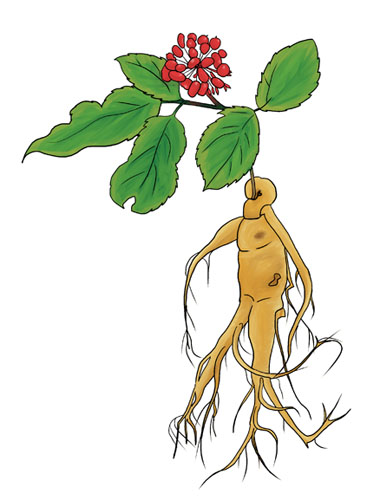 旧薬草